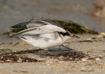 White-cheeked Tern chick trying to fly at Busaiteen coast, Bahrain