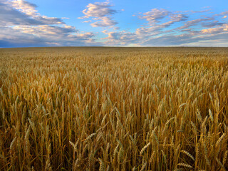 Ripe wheat with a blue sky in the summer