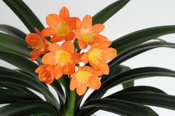 Blooming of clivia plant also known as kafir-lily close up isolated on white wall background....