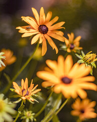 yellow flower