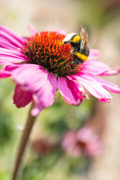 A pink echinacea, coneflower, with a white tailed bombus lucorum bumblebee on top.The bee is in profile and her stripes and white tail can be seen.