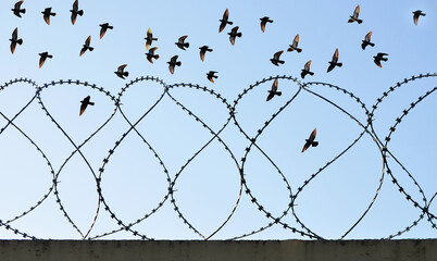 Pigeons fly over the barbed wire.