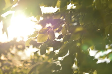 Sonnenstrahlen fallen durch das Blätterdach