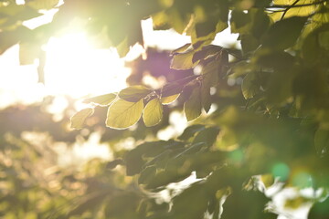 Sonnenstrahlen fallen durch das Blätterdach