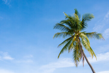 Coconut tree on blue sky 