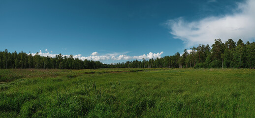 A wide panorama of the beautiful natural landscape with a swamp. Coniferous forest and sky. Green forest, blue sky and white fluffy clouds at the sunny summer day