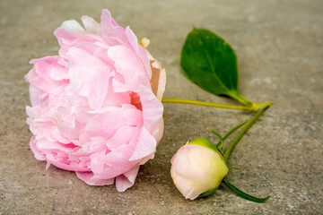 Isolated  blooming peony flower with a water drops