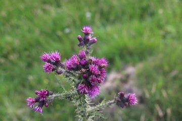 Pink thistle with green grass background.