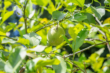 Juicy fruit of wild lemon on a tree in a city park