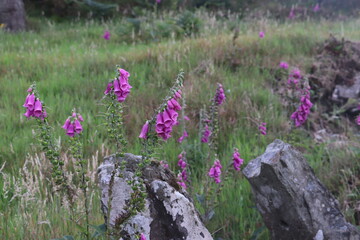 Pink foxgloves by rock with green grass background 
