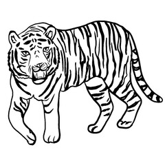 Sketch tiger in toile de jouy style