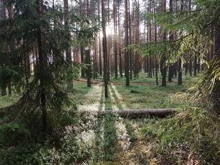 Sunset in the forest. Close plan. A ray of sun on the ground.