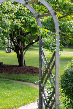 Landscape View Of A Rustic Wooden Lattice Arbor With Vines