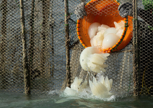 Fisherman releasing Jellyfishes in sea that are trapped in fishing net at Busaiteen coast of Bahrain