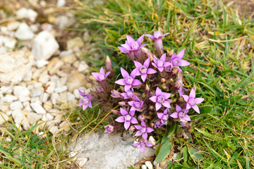 Herbstenzian in den Dolomiten	