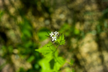 Small white flowers blooming outdoors on blurred bokeh background of green leaves and grass on sunny spring or summer day.
