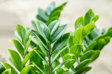Zamioculcas zamifolia- dollar tree. Zanzibar Gem The tree is named auspicious. Suitable for decorating your home and office.