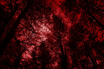 Red scary forest landscape. Low angle view. Horror background. Silhouettes of tall trees against a blood-red sky. Red black gothic background. Mystical woodland.