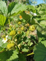 Organic strawberry bush. Vertical photograph.