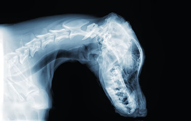 Röntgenbild eines Dobermann Schädel und Hals - obrazy, fototapety, plakaty