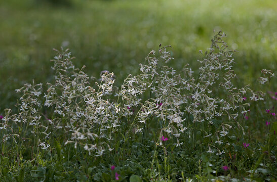Beautiful white flowers of Nottingham Catchfly blooming in a morning light
