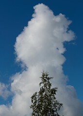 Fototapeta na wymiar High cloud and birch tree top with clear blue sky