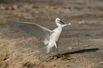 Little Egret landing at Buhair lake, Bahrain