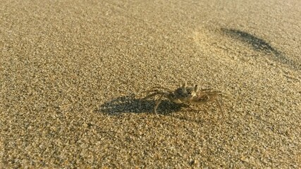 crab on the beach