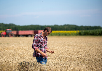 Naklejka na ściany i meble Farmer holding wheat grains in ripe field