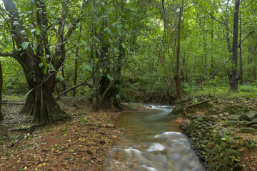 stream in the forest