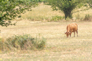 Fototapeta na wymiar Cow in a field in Spain