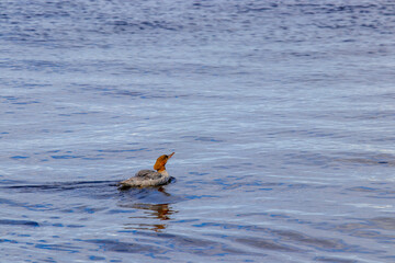 Obraz premium duck on the water