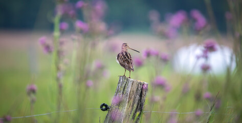 The Common Snipe Gallinago gallinago looking for food in the meadow and flies and sits on wooden poles