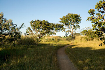 Fototapeta na wymiar One of many dirt hiking trails that run through Burle Marx Park in Northwest Brasilia, Brazil