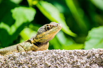 Calango (Tropiduridae, Cnemidophorus, Tropidurus)