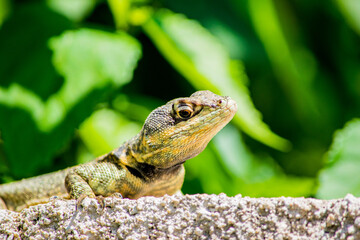 Calango (Tropiduridae, Cnemidophorus, Tropidurus)