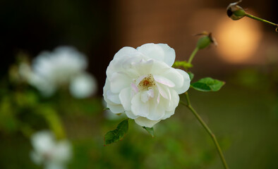 White Rose in South African Garden