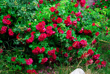 Bushes of red rose flowers growing near the wall of the house.