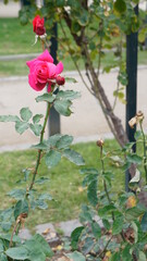SONY DSC