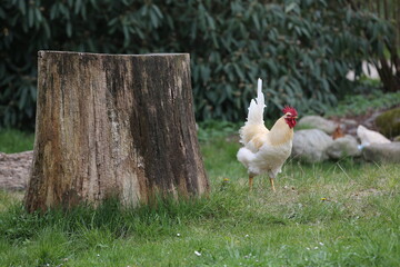 free range chickens. Huhn, cockerel  on farm