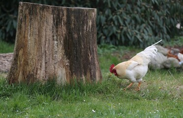 hen and chickens