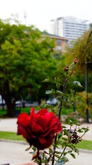 SONY DSC