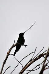 Sword-billed hummingbird / Colibrí Picoespada / Ensifera ensifera - Reserva Yanacocha, Ecuador