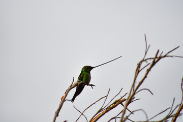 Sword-billed hummingbird / Colibrí Picoespada / Ensifera ensifera - Reserva Yanacocha, Ecuador
