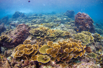 Wonderful and beautiful underwater in deep tropical sea and sun rays. Water texture in ocean with corals and tropical fish.