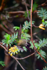 Colibrí Metalura Tiria / Metallura tyrianthina / Tyrian metaltail - Ubicado en la Reserva Yanacocha, Ecuador