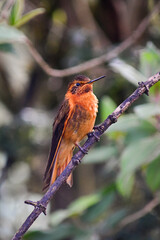 Rayito Brillante / Shining Sunbeam / Aglaeactis cupripennis ubicado en la Reserva Yanacocha, Ecuador