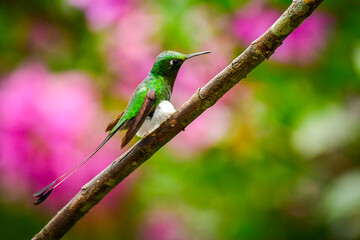 El colibrí de raqueta o colibrí cola de hoja o cola de raqueta / White-booted racket-tail Hummingbird / Ocreatus underwoodii - Alambi, Ecuador