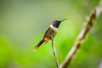 Colibrí de Mitchell / Purple-throated Woodstar Hummingbird / Philodice mitchellii - Alambi, Ecuador © Miguel Angel