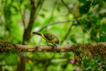 Tangara flama hembra / female flame rumped tanager / Ramphocelus flammigerus icteronotus localizada en la Reserva de Biósfera del Chocó Andino, Ecuador